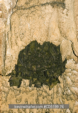 BAT: Bats, Madagascar Rousettes, (Rousettus madagascariensis), Cave roost, Ankarana National Park, NW Madagascar