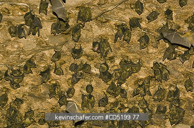 BAT: Bats, Madagascar Rousettes, (Rousettus madagascariensis), Cave roost, Ankarana National Park, NW Madagascar
