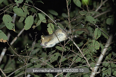 LEMURS: Golden-brown mouse Lemur, (Microcebus ravelobensis), Ankarafantsika National Park, Ampijoroa, Madagascar, JUMPING