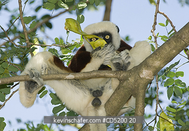 SIFAKAS: Coquerels Sifaka, (Propithecus coquereli), Male eating seeds, Ankarafantsika National Park, Ampijoroa Forest Reserve, Madagascar
