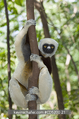 SIFAKAS: Coquerels Sifaka, (Propithecus coquereli), Ankarafantsika National Park, Ampijoroa, Madagascar
