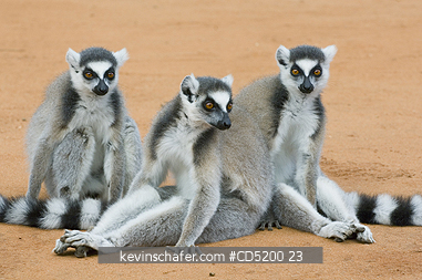 LEMUR: Ring-tailed Lemurs, (Lemur catta), Three adults, Berenty Reserve, Madagascar