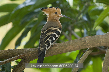 MADAGASCAR, BIRD, HOOPOE: Madagascar Hoopoe, (Upupa marginata), Ankarafantsika Nat. Park, Madagascar