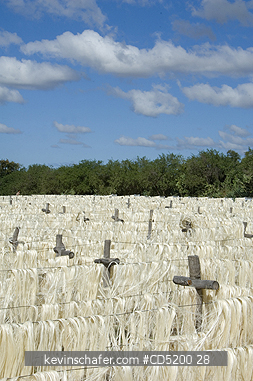 MADAGASCAR: Madagascar, Sisal Drying, Sisal Factory, Berenty Reserve, South