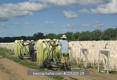 MADAGASCAR: Madagascar, Sisal Drying, Sisal Factory, Berenty Reserve, South