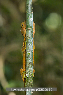 CHAMELEONS: Parson\\\'s Chameleon, (Calumma parsoni), Female; Perinet Reserve, Madagascar