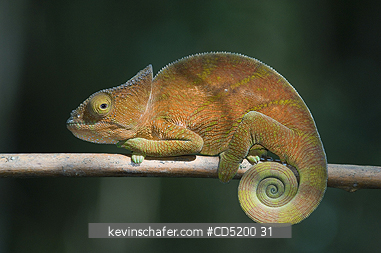 CHAMELEONS: Parson\\\\\\\'s Chameleon, (Calumma parsoni), Female; Perinet Reserve, Madagascar