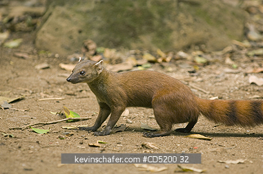MONGOOSE: N. Ringtail Mongoose, (Galidia elegans), Ankarana National Park, Madagascar