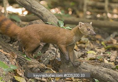 MONGOOSE: N. Ringtail Mongoose, (Galidia elegans), Ankarana National Park, Madagascar