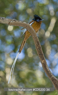 FLYCATCHERS: Madagascar Paradise-Flycatcher, (Terpsiphone mutata), Male, Ankarafantsika National Park, Madagascar