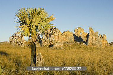 MADAGASCAR: Madagascar fan Palm, (Bismarckia nobilis), Isalo National Park, MADAGASCAR