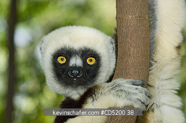 SIFAKAS: Coquerels Sifaka, (Propithecus coquereli), Ankarafantsika National Park, Ampijoroa, Madagascar