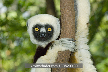 SIFAKAS: Coquerels Sifaka, (Propithecus coquereli), Ankarafantsika National Park, Ampijoroa, Madagascar
