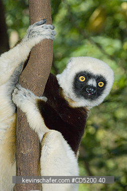 SIFAKAS: Coquerels Sifaka, (Propithecus coquereli), Ankarafantsika National Park, Ampijoroa, Madagascar