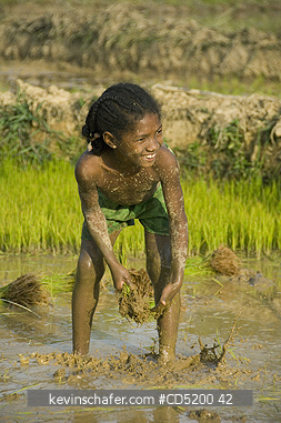 MADAGASCAR: Young girl planting rice, near Ampijoroa, Western Madagascar