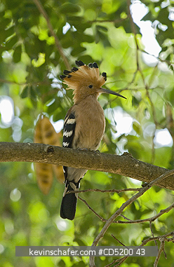 MADAGASCAR, BIRD: Madagascar Hoopoe, (Upupa marginata), Ampijoroa, Western Madagascar
