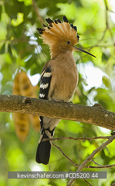 BIRD, HOOPOE: Madagascar Hoopoe, (Upupa marginata), Ampijoroa, Western Madagascar