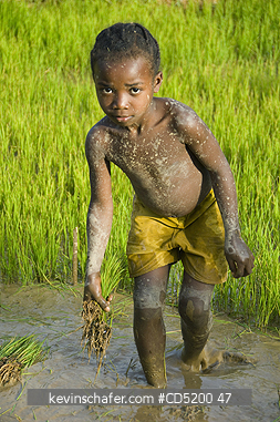 MADAGASCAR: Young girl planting rice, near Ampijoroa, W. Madagascar
