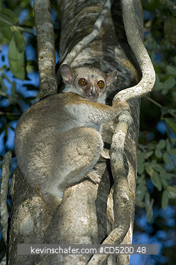 LEMURS: Milne-Edwards Sportive Lemur, (Lepilemur edwardsi), in tree during daytime, Dry Forest, Ankarafantsika National Park, Ampijoroa, Eastern Madagascar