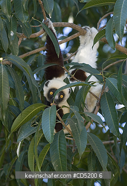 SIFAKAS: Coquerels Sifaka, (Propithecus coquereli), feeding in Mango tree, Ankarafantsika National Park, Ampijoroa, Madagascar