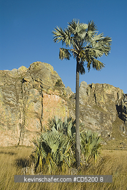 MADAGASCAR: Madagascar fan Palm, (Bismarckia nobilis), Isalo National Park, MADAGASCAR