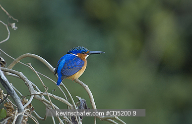 MADAGASCAR, KINGFISHERS: Madagascar Kingfisher, (Corythornis vintsioides), Ankaranfanstika National Park, Madagascar.