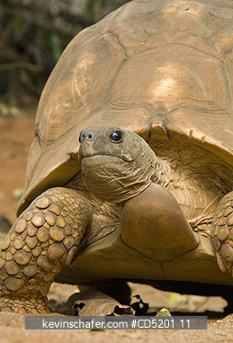 TORTOISES: Angonoka, or Madagascar Plowshare tortoise, (Geochelone yniphora), Endangered, Madagascar, male in captive breeding program, Durrell Wildlife Trust