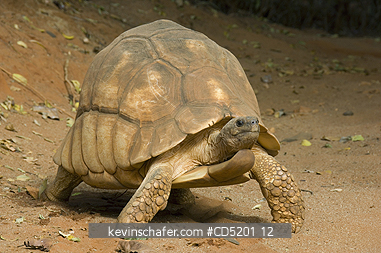 TORTOISES: Angonoka, or Madagascar Plowshare tortoise, (Geochelone yniphora), Endangered, Madagascar, male in captive breeding program, Durrell Wildlife Trust