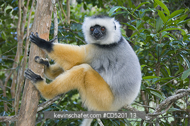 LEMURS: Diademed Sifaka Lemur, (Propithecus diadema), Captive, Madagascar