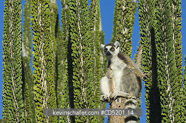 LEMURS: Ring-tailed Lemur, (Lemur catta), sunning in Didieraceae, Berenty Reserve, Southern Madagascar