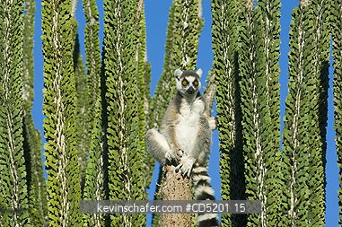 LEMURS: Ring-tailed Lemur, (Lemur catta), sunning in Didieraceae, Berenty Reserve, Southern Madagascar