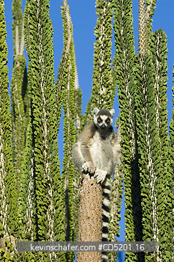 LEMURS: Ring-tailed Lemur, (Lemur catta), sunning in Didieraceae, Berenty Reserve, Southern Madagascar