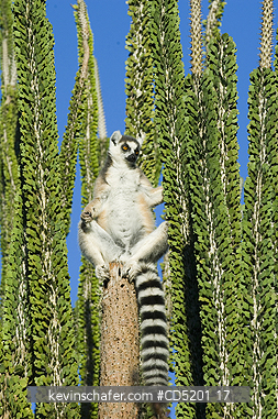 LEMURS: Ring-tailed Lemur, (Lemur catta), sunning in Didieraceae, Berenty Reserve, Southern Madagascar