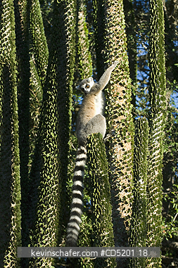 LEMURS: Ring-tailed Lemur, (Lemur catta), climbing in Didieraceae, Berenty Reserve, Southern Madagascar