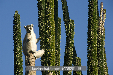 LEMURS: Ring-tailed Lemur, (Lemur catta), sunning in Didieraceae, Berenty Reserve, Southern Madagascar