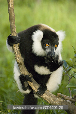 LEMURS: Black and White Ruffed Lemur, (Varecia variegata), Madagascar, CAPTIVE