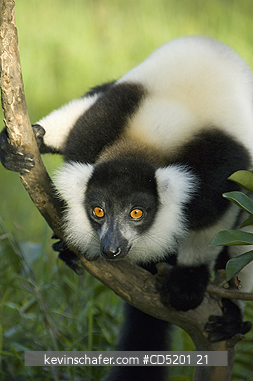 LEMURS: Black and White Ruffed Lemur, (Varecia variegata), Madagascar, CAPTIVE