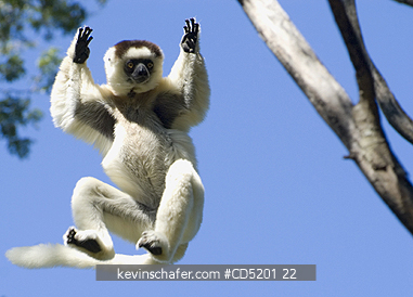 LEMURS: Verreauxs Sifaka Lemur, (Propithecus verreauxi), Leaping, Berenty Reserve, Madagascar