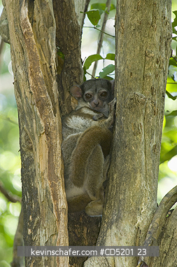 LEMURS: Milne-Edwards Sportive Lemur, (Lepilemur edwardsi), Ankarafantsika National Park, Madagascar