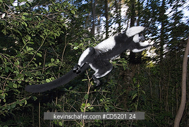 LEMURS: Black and White Ruffed Lemur, (Varecia variegata), Leaping, Mantadia National park, Madagascar 