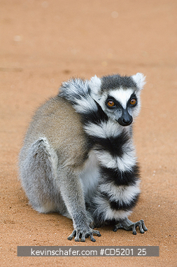 LEMURS: Ring-tailed Lemur, (Lemur catta), Berenty Reserve, Madagascar