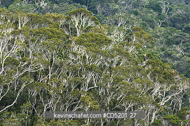 MADAGASCAR: Tropical rainforest, Mantadia National Park, Eastern Madagascar