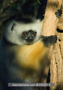 LEMURS: Diademed Sifaka Lemur, (Propithecus diadema), Captive, Madagascar