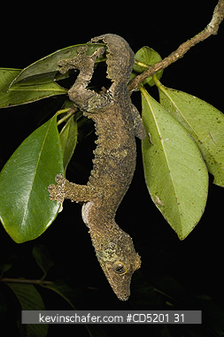 GECKOS: Leaf-tailed Gecko, (Uroplatus sikorae), Mantadia National Park, Madagascar