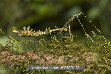 INSECTS: Moss-mimic walking stick insect, (Parectatosoma mocquersi), Mantadia National Park, Madagascar