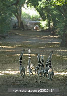 LEMUR: Ring-tailed Lemurs, (Lemur catta), walking in forest, Berenty Reserve, Madagascar