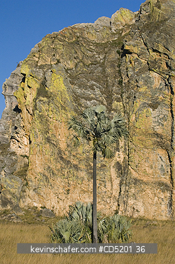 MADAGASCAR: Madagascar Fan Palm, (Bismarckia nobilis), Isalo national Park, Madagascar, ENDEMIC