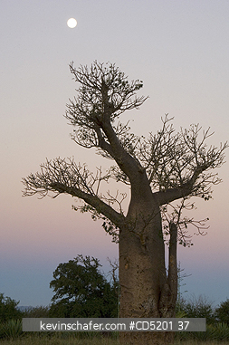 TREES: Baobab Tree, (Adansonia sp.), Berenty Reserve, Madagascar