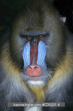 MADRILLS: Mandrill, (Mandrillus sphinx), Male, Captive, Native to West Africa