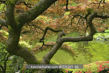 OREGON, USA: Japanese Maple Tree in spring, Japanese Garden, Portland Oregon USA